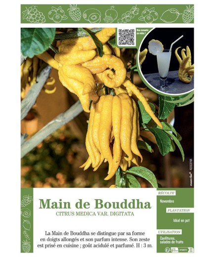 MAIN DE BOUDDHA