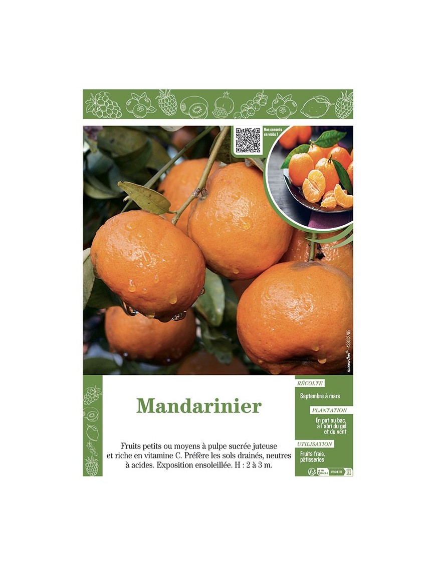 MANDARINIER