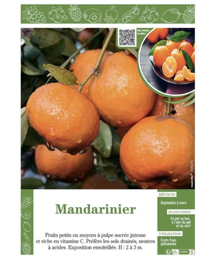 MANDARINIER