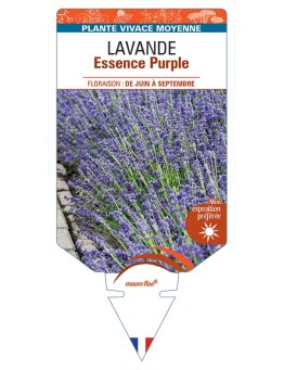 LAVANDULA (angustifolia) Essence Purple