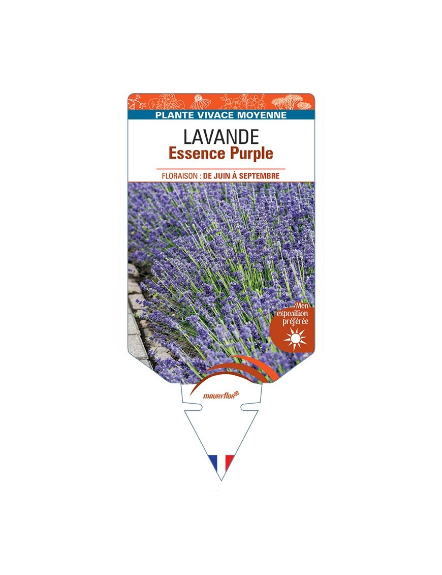 LAVANDULA (angustifolia) Essence Purple