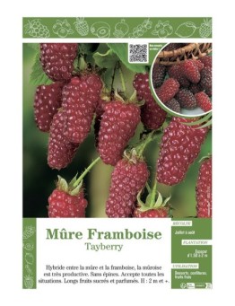 MÛRE FRAMBOISE TAYBERRY