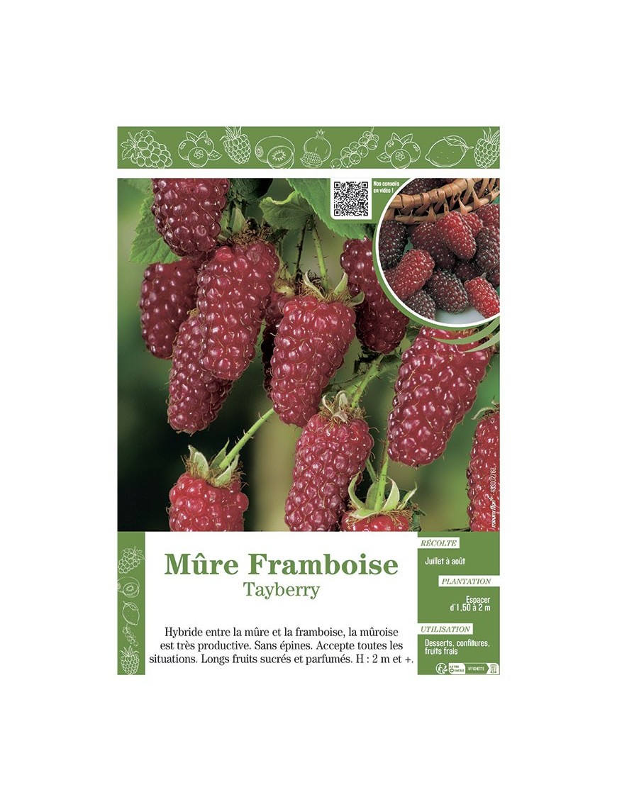 MÛRE FRAMBOISE TAYBERRY