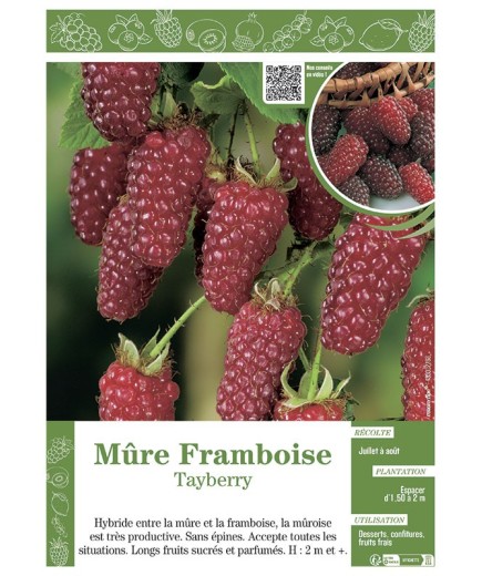 MÛRE FRAMBOISE TAYBERRY