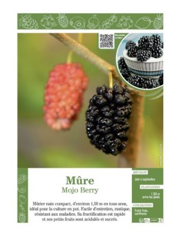 MÛRE MOJO BERRY
