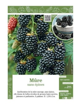 MÛRE (sans épines)