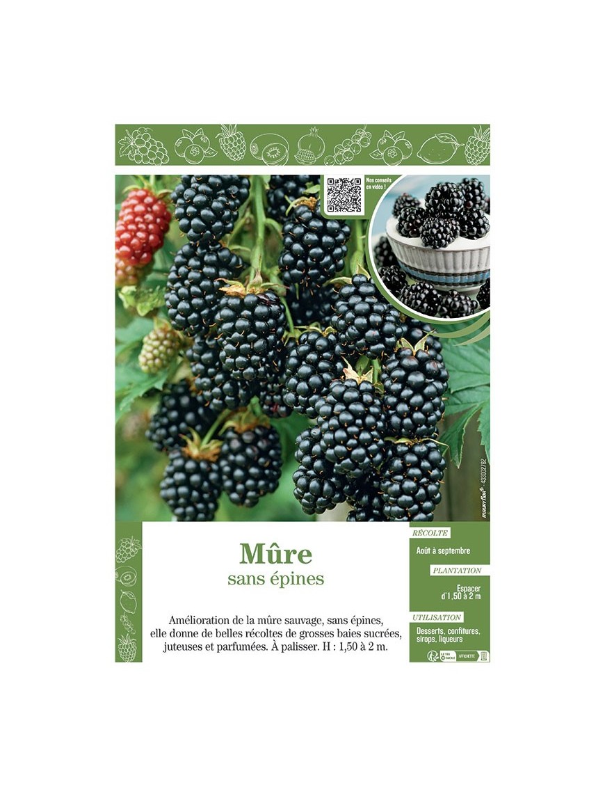 MÛRE (sans épines)
