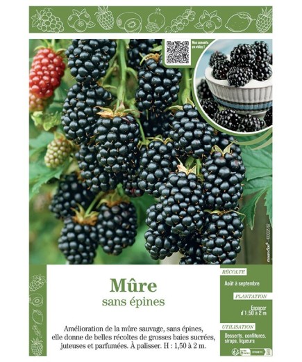 MÛRE (sans épines)