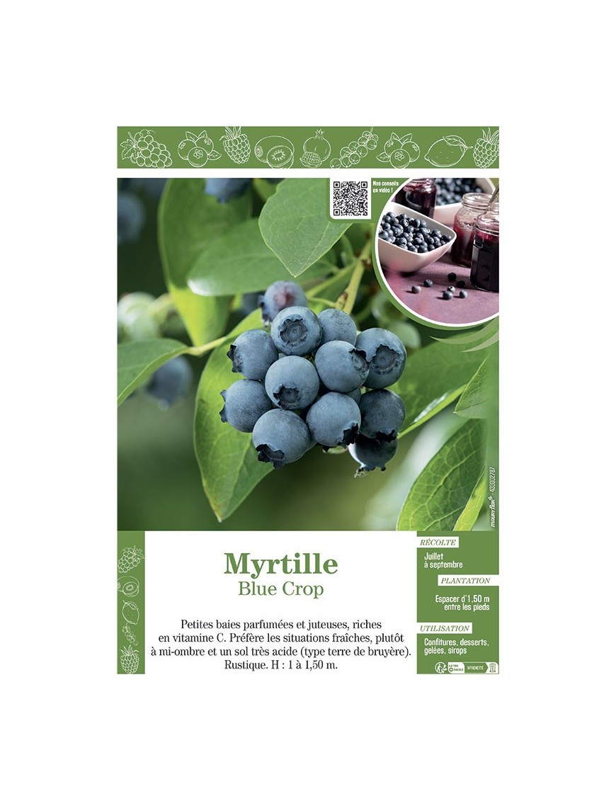 MYRTILLE BLUE CROP