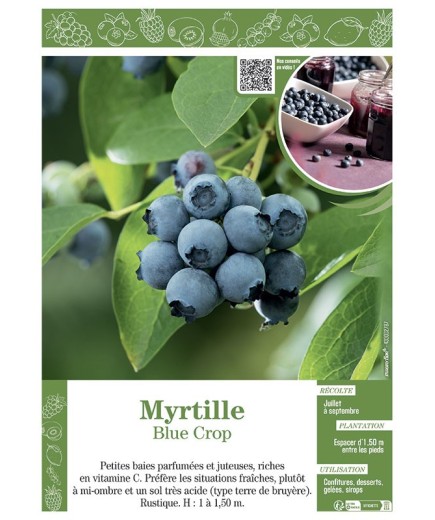 MYRTILLE BLUE CROP