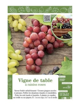 VIGNE DE TABLE À RAISINS ROSES