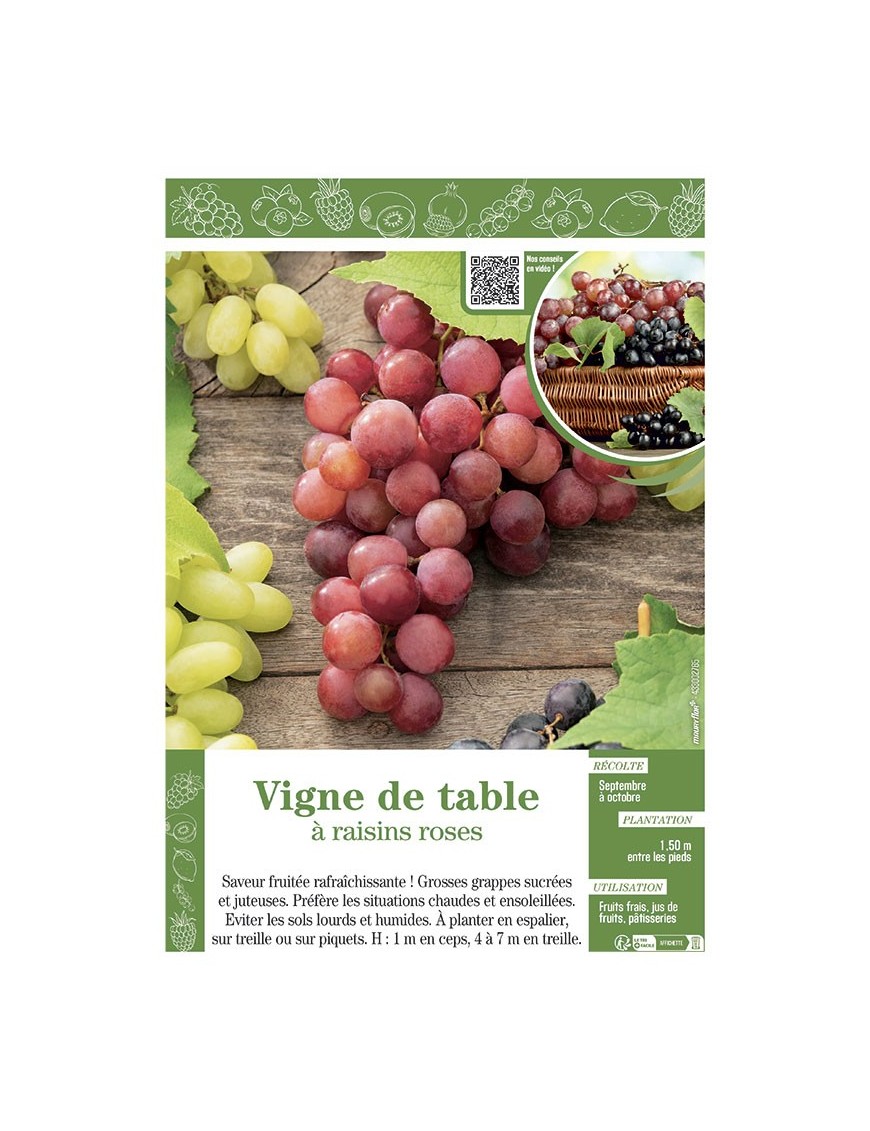 VIGNE DE TABLE À RAISINS ROSES