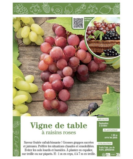 VIGNE DE TABLE À RAISINS ROSES