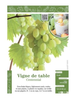 VIGNE DE TABLE CENTENNIAL
