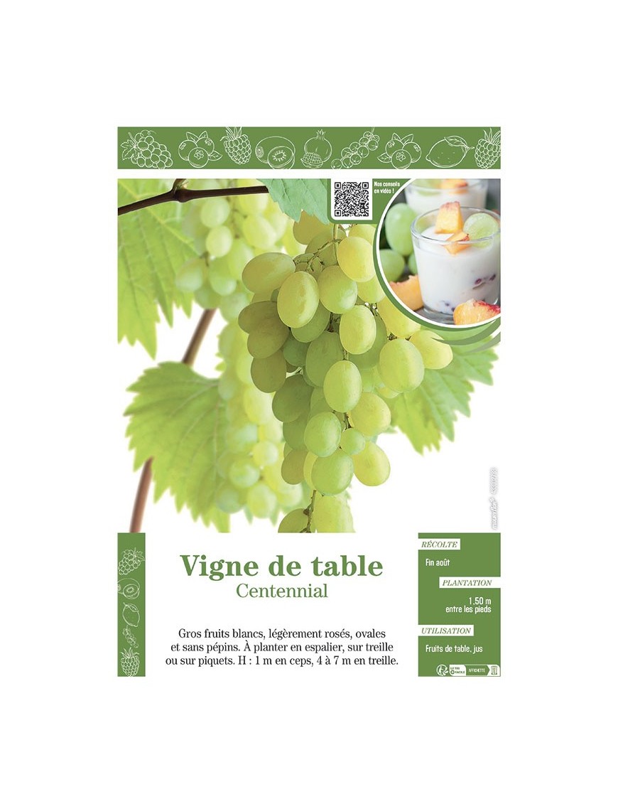 VIGNE DE TABLE CENTENNIAL