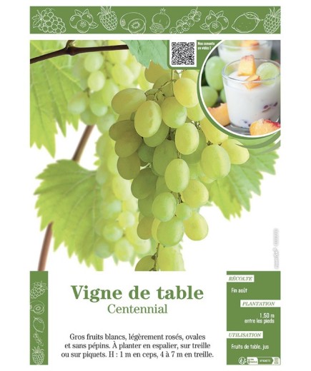 VIGNE DE TABLE CENTENNIAL