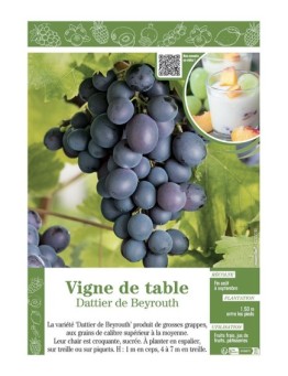 VIGNE DE TABLE DATTIER DE BEYROUTH