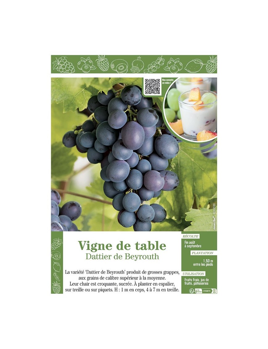 VIGNE DE TABLE DATTIER DE BEYROUTH
