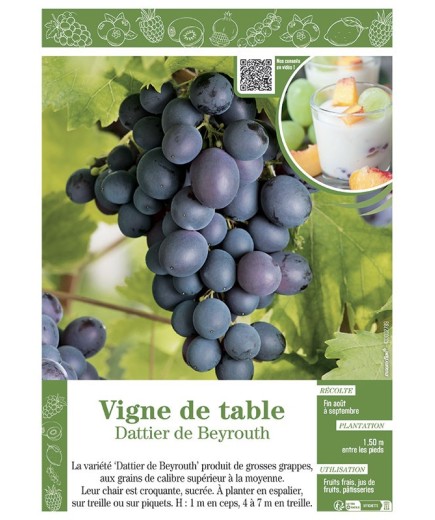 VIGNE DE TABLE DATTIER DE BEYROUTH