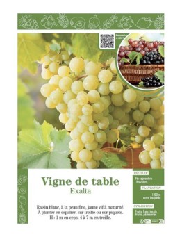 VIGNE DE TABLE EXALTA