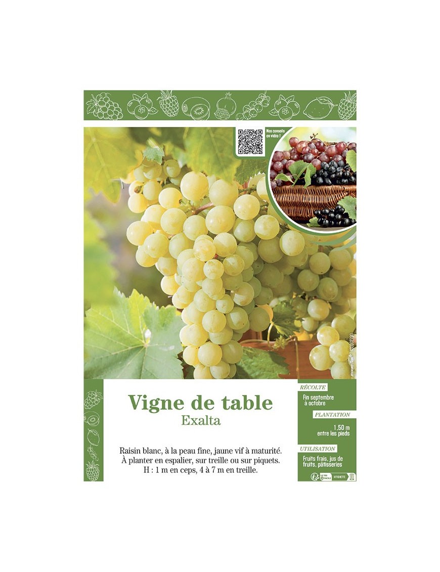 VIGNE DE TABLE EXALTA