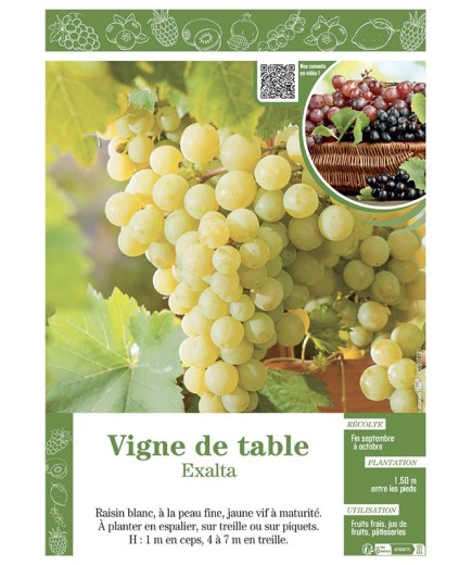 VIGNE DE TABLE EXALTA