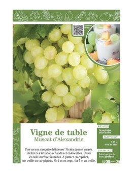 VIGNE DE TABLE MUSCAT D'ALEXANDRIE