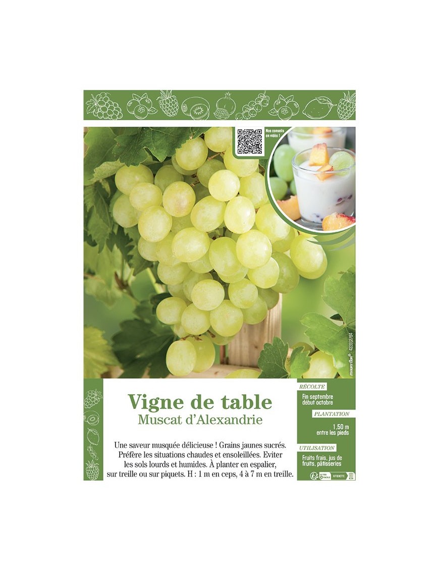 VIGNE DE TABLE MUSCAT D'ALEXANDRIE