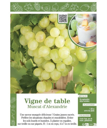 VIGNE DE TABLE MUSCAT D'ALEXANDRIE