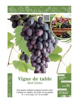VIGNE DE TABLE RED GLOBE