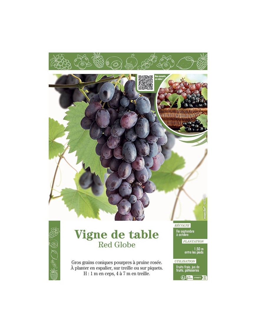 VIGNE DE TABLE RED GLOBE