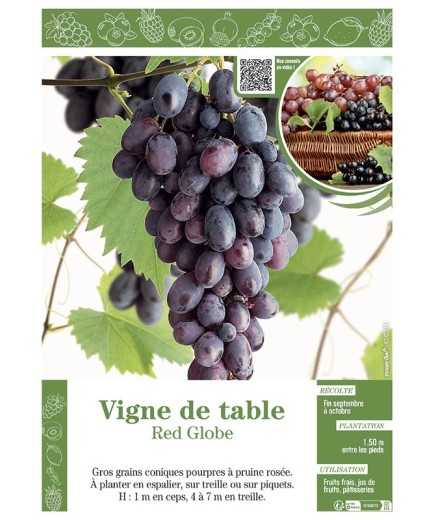 VIGNE DE TABLE RED GLOBE