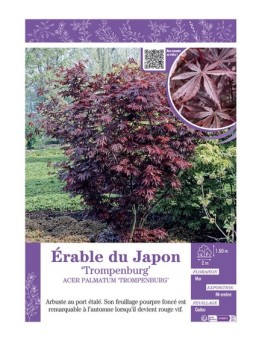 ACER PALMATUM TROMPENBURG voir ÉRABLE DU JAPON