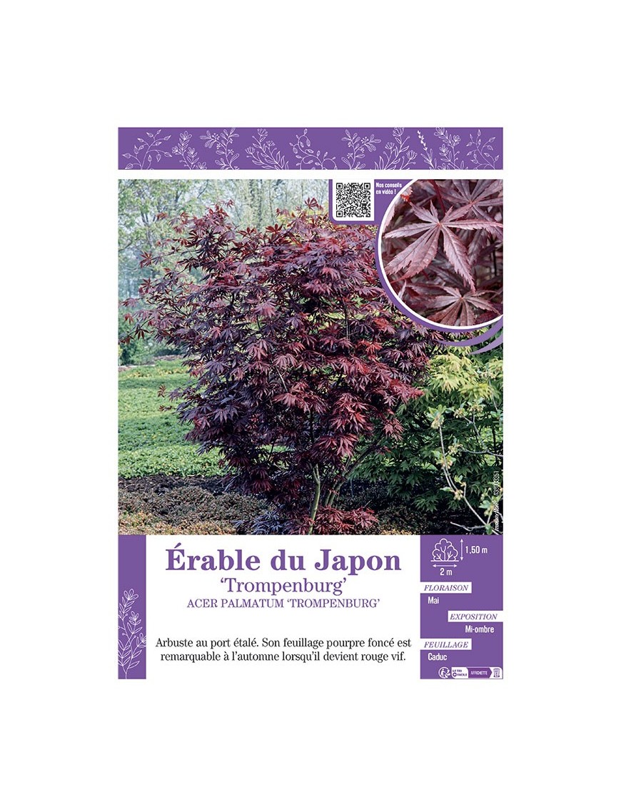 ACER PALMATUM TROMPENBURG voir ÉRABLE DU JAPON