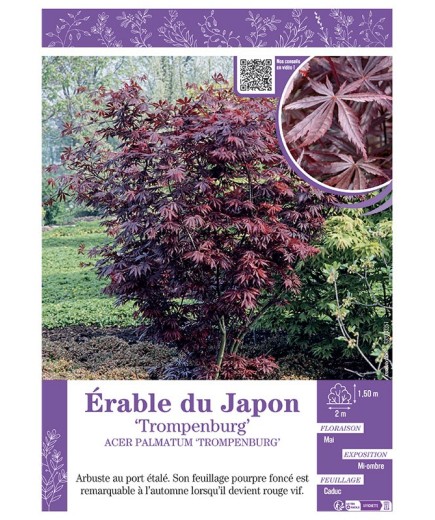 ACER PALMATUM TROMPENBURG voir ÉRABLE DU JAPON