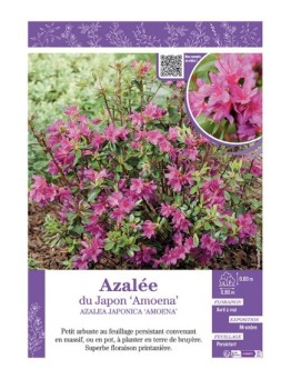 AZALEA JAPONICA AMOENA voir AZALÉE DU JAPON