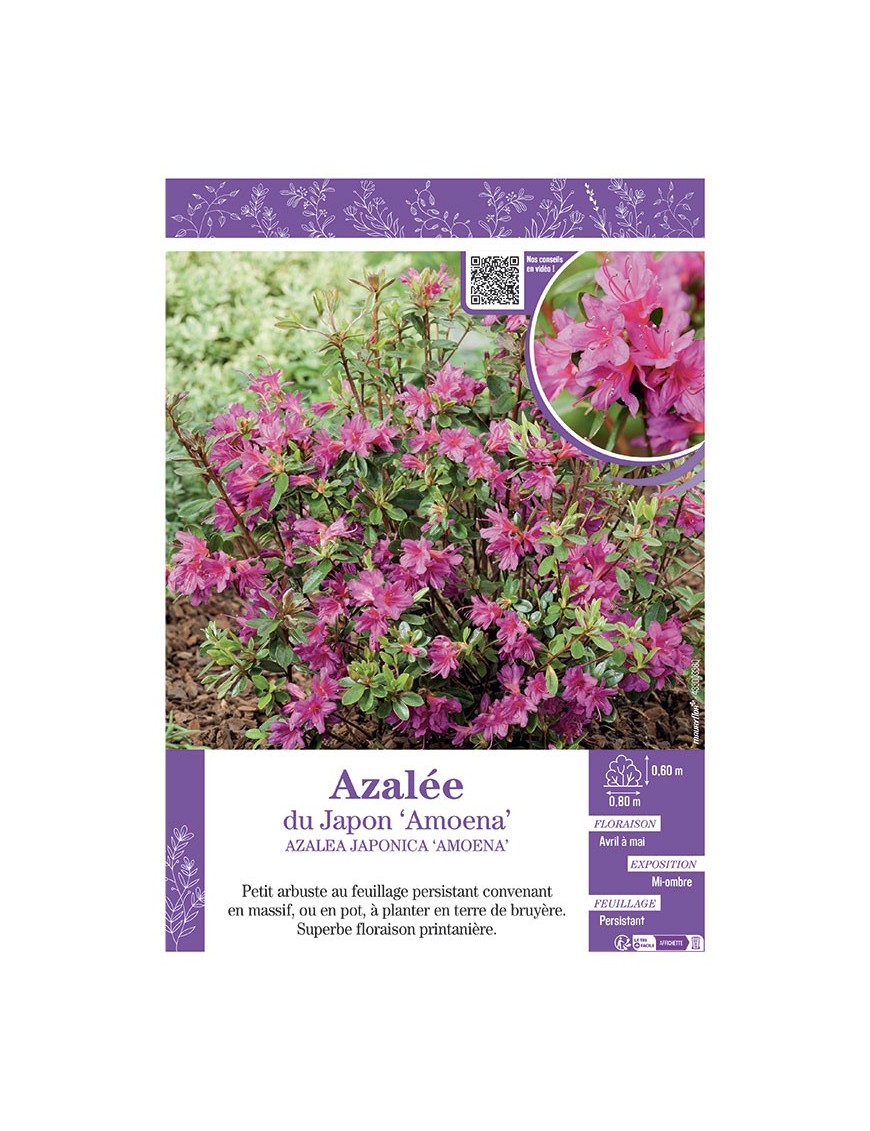 AZALEA JAPONICA AMOENA voir AZALÉE DU JAPON