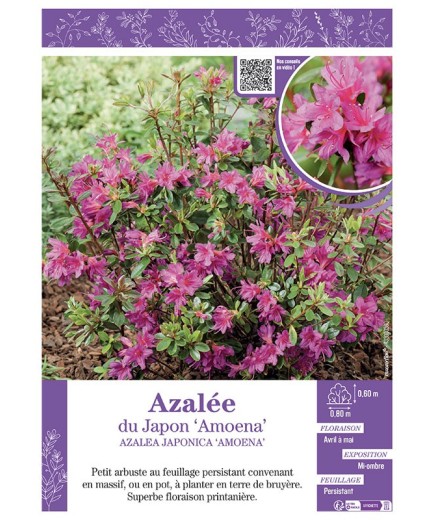 AZALEA JAPONICA AMOENA voir AZALÉE DU JAPON