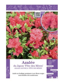 AZALEA JAPONICA FETE DES MERES voir AZALÉE DU JAPON