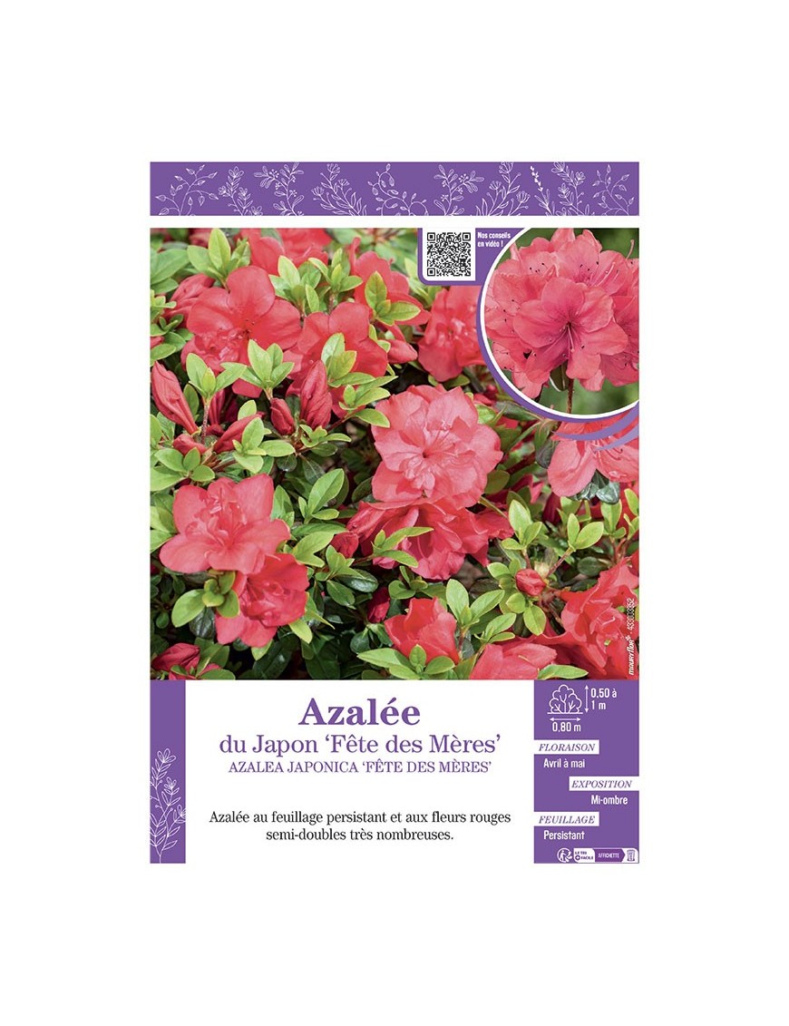 AZALEA JAPONICA FETE DES MERES voir AZALÉE DU JAPON