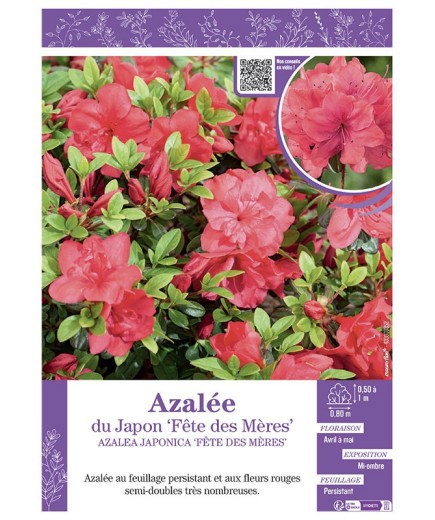 AZALEA JAPONICA FETE DES MERES voir AZALÉE DU JAPON
