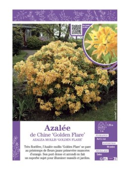 AZALEA MOLLIS GOLDEN FLARE voir AZALÉE DE CHINE