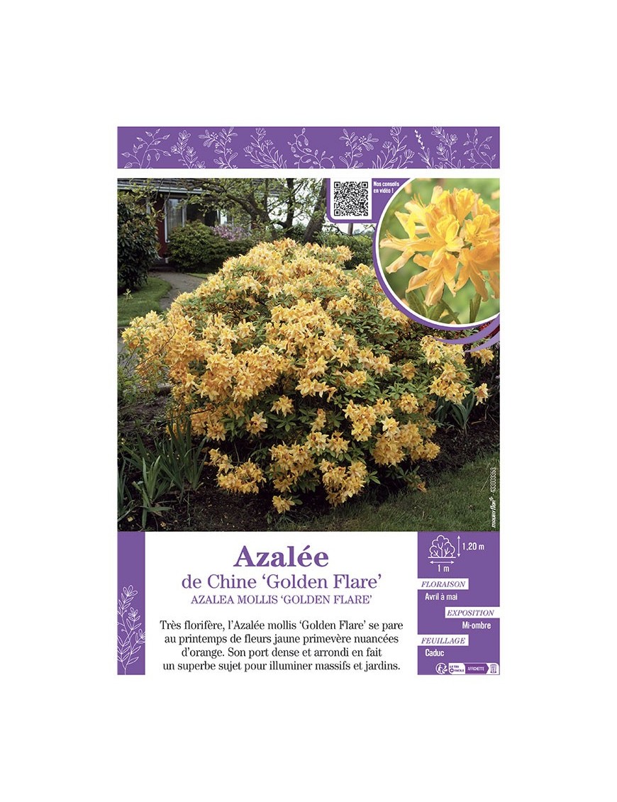 AZALEA MOLLIS GOLDEN FLARE voir AZALÉE DE CHINE