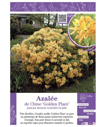 AZALEA MOLLIS GOLDEN FLARE voir AZALÉE DE CHINE