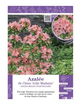 AZALEA MOLLIS JOLIE MADAME voir AZALÉE DE CHINE
