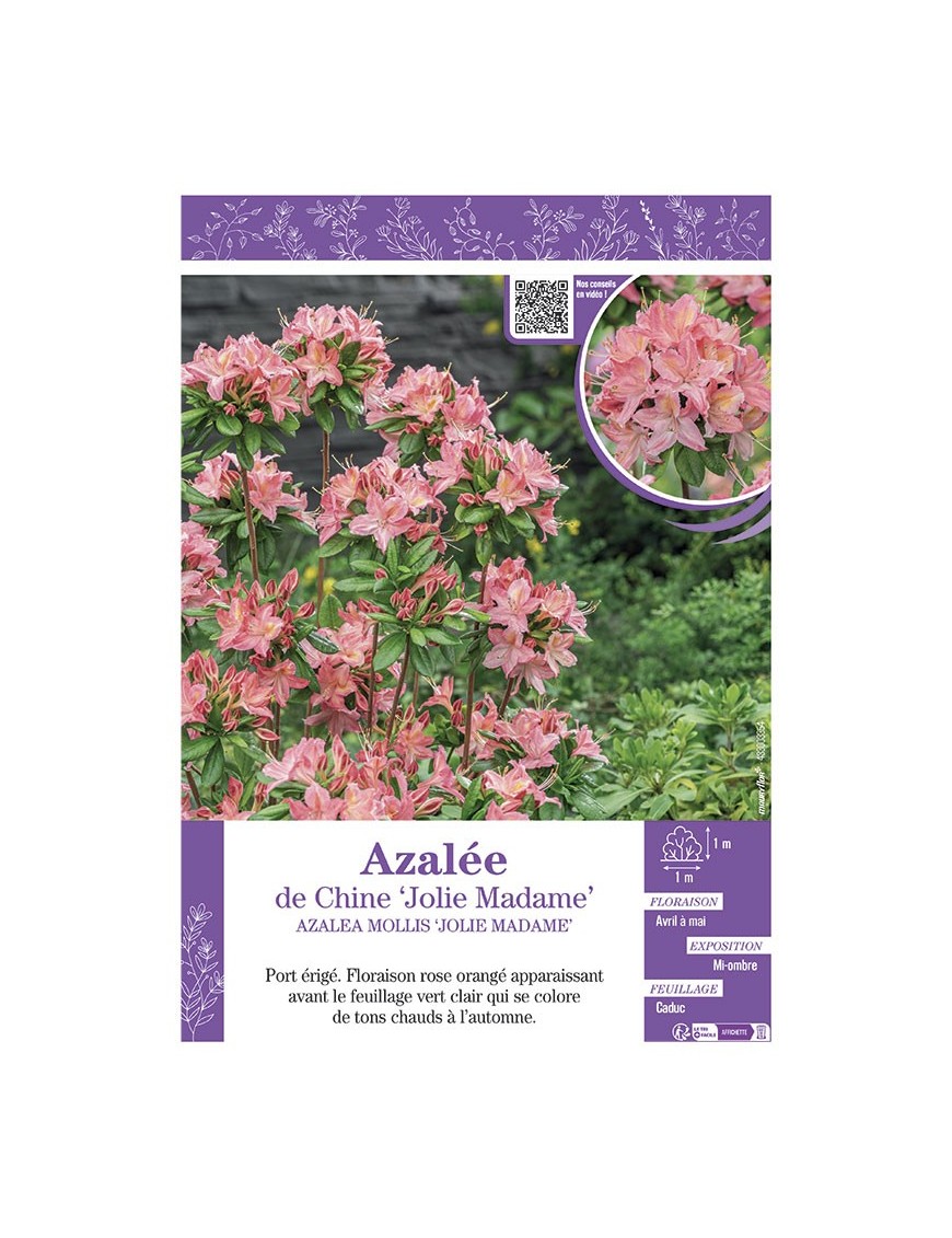 AZALEA MOLLIS JOLIE MADAME voir AZALÉE DE CHINE
