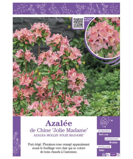 AZALEA MOLLIS JOLIE MADAME voir AZALÉE DE CHINE