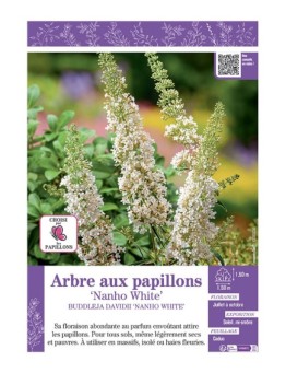 BUDDLEJA DAVIDII NANHO WHITE voir ARBRE AUX PAPILLONS