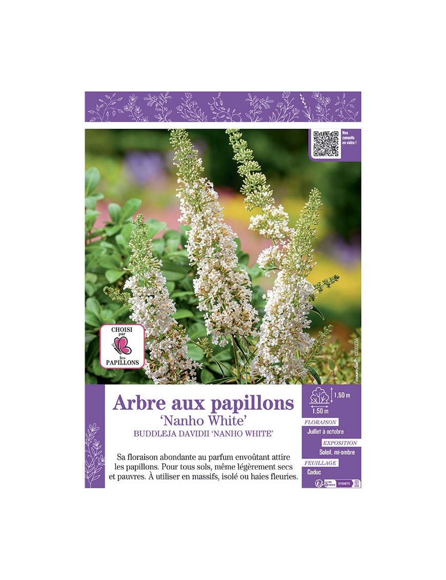 BUDDLEJA DAVIDII NANHO WHITE voir ARBRE AUX PAPILLONS