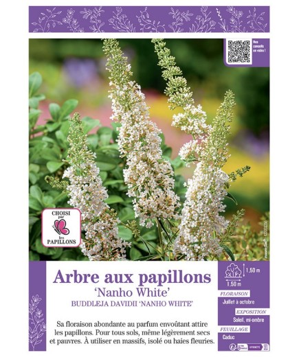 BUDDLEJA DAVIDII NANHO WHITE voir ARBRE AUX PAPILLONS